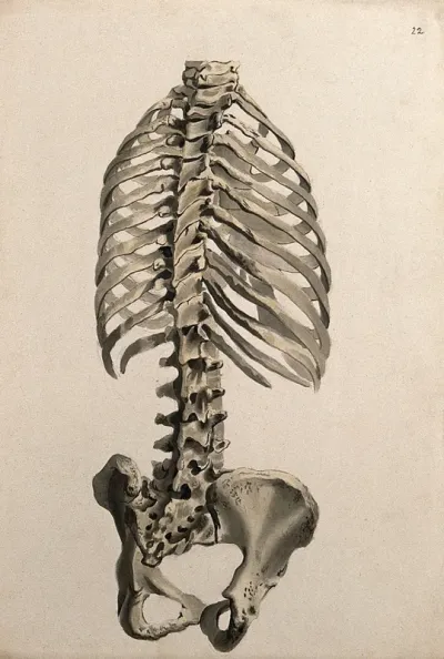 Bones of the trunk: back view