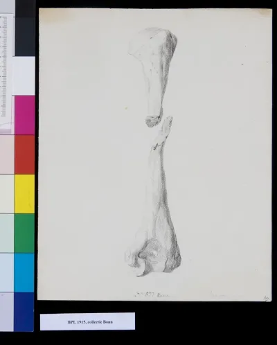 Bones of the upper arm (humerus)