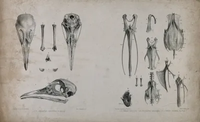 Bones of three species of bird: tinamus, sand grouse and partridge (?)