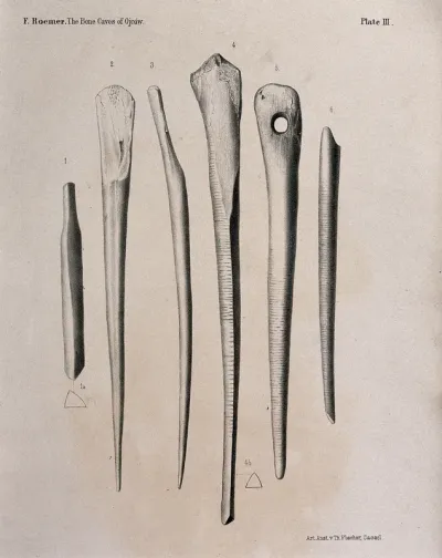 Bones (or early tools, made of bone?) found in the caves of Ojcow, Poland