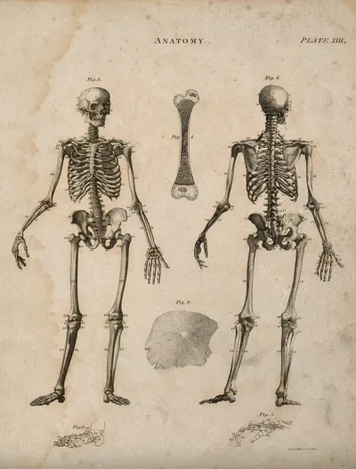 Bones: six figures, including skeleton seen from front and back, cross section and surface of a bone, and a hand and foot
