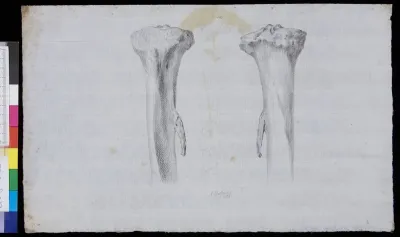 Bones