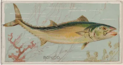 Bonito, from the series Fishers and Fish (N74) for Duke brand cigarettes