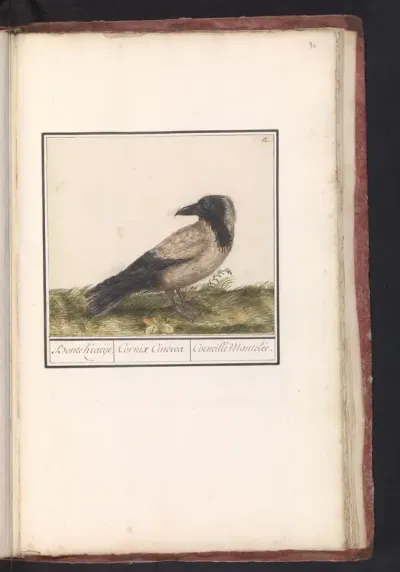 Bonte kraai (Corvus cornix)