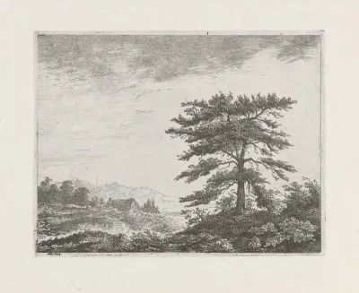 Boom in een heidelandschap