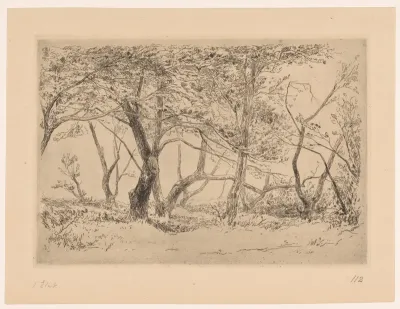 Boomgroep in de duinen bij Haarlem