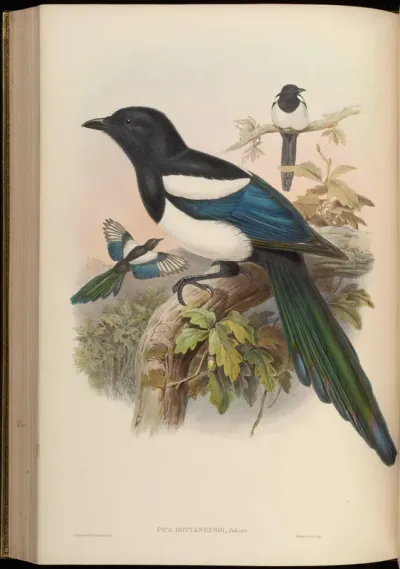 Bootan Magpie
