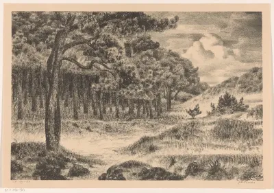 Bos in een heuvellandschap