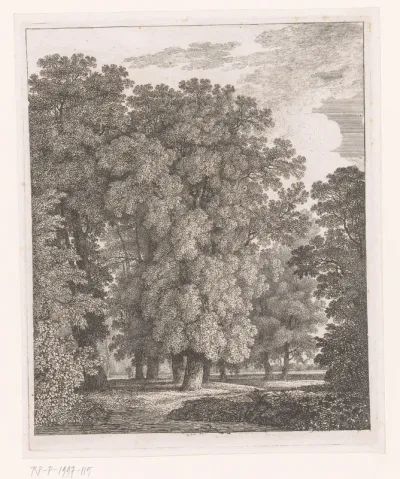 Bos met eikenbomen