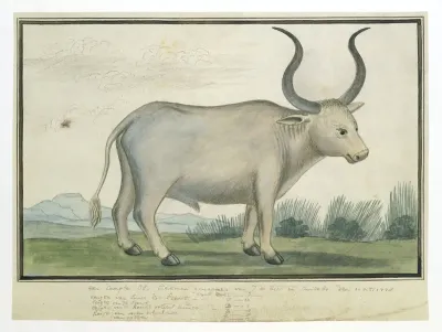 Bos taurus: Kaapse Os