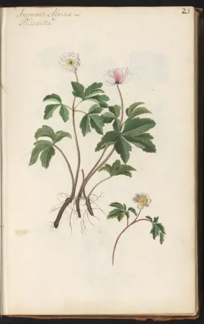 Bosanemoon (Anemone nemorosa)