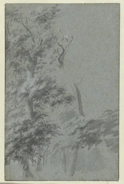 Bosgezicht