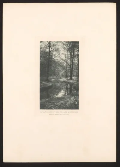 Bosgezicht bij Lage Vuursche