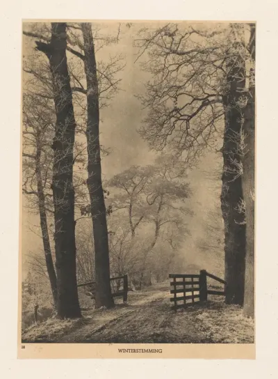 Bosgezicht in de winter