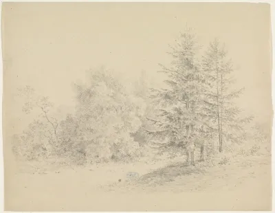 Bosgezicht met dennenbomen