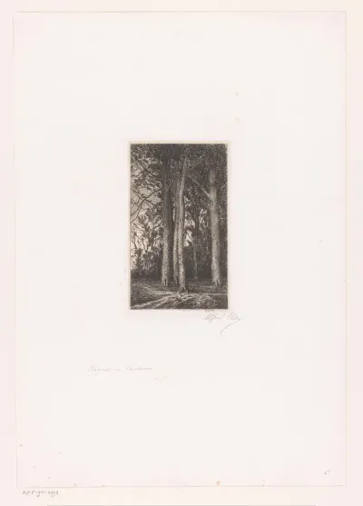 Bosgezicht met hoge bomen