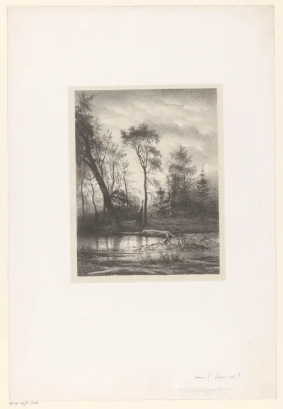 Bosgezicht met omgevallen boom