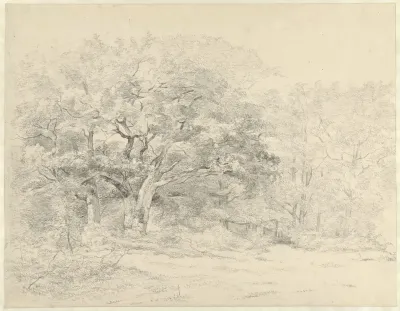 Bosgezicht met oude eik