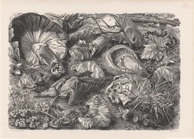 Bosgrond met paddenstoelen en vogelskelet