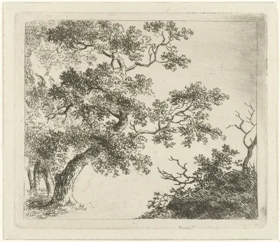 Boslandschap