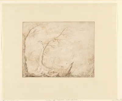 Boslandschap