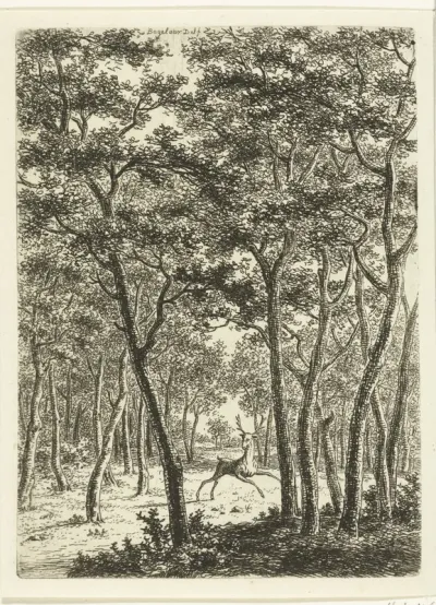 Boslandschap met hert