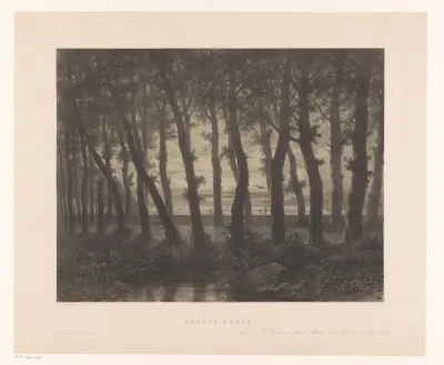 Boslandschap met vliegende vogels