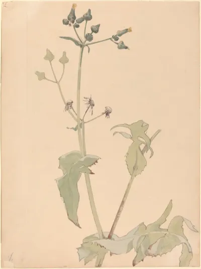 Botanical-Milt