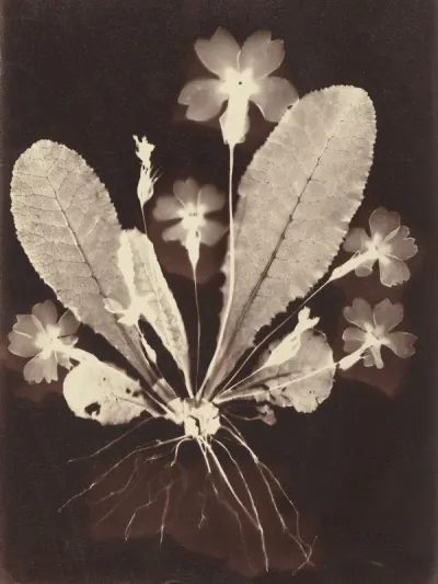 Botanical Photogram