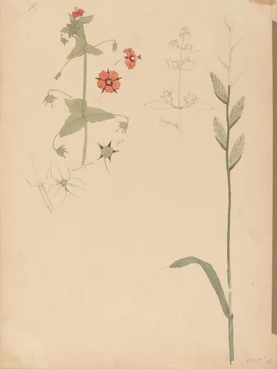 Botanical Sketch