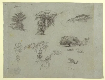 Botanical Sketches from South America: a Palm, Groups of Trees, Hanging Twigs, a Big Tree beside a House, and a Flying Crane, 1853, probably May