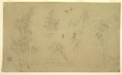 Botanical Sketches, "near Jorje", July 23