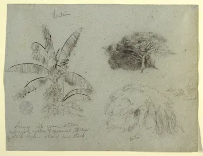Botanical Sketches, South America, May 1853?