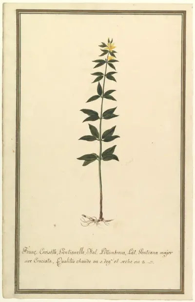 Botanical Study of a type of Yellow Gentian (genus Gentiana Major) (recto); Botanical Study of the Ascyrum Hypericoides (verso)