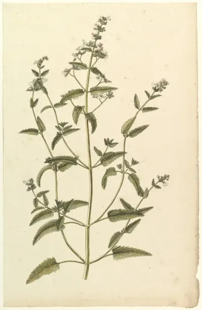 Botanical Study with a Species of the Nettle Family (genus Urtica)