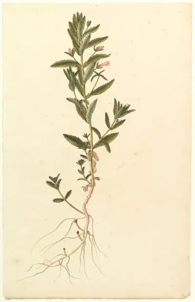 Botanical Study