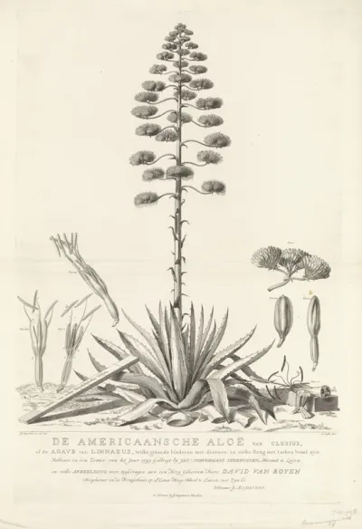 Botanische tekening van bloeiende Aloë of Agave plant