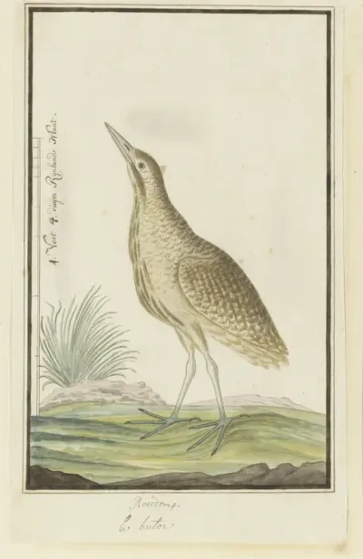 Botaurus stellaris capensis (Roerdomp)