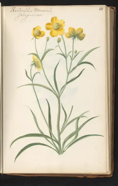 Boterbloem (ranunculus montanus)