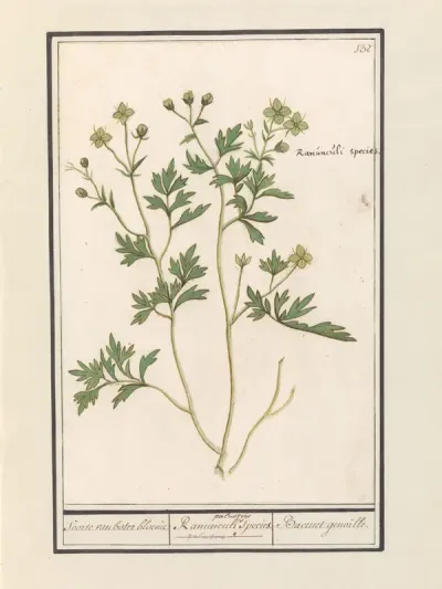 Boterbloem (Ranunculus)