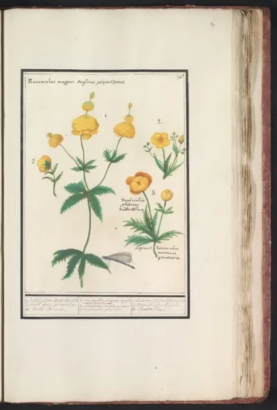 Boterbloemen (Ranunculus)