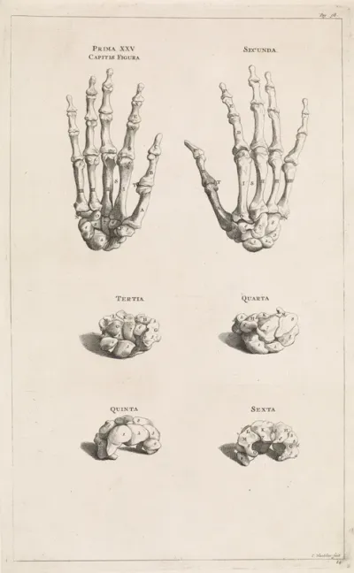 Botten van de handen