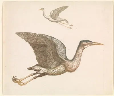 Boven een vliegende kraanvogel en onder een vliegende roerdomp