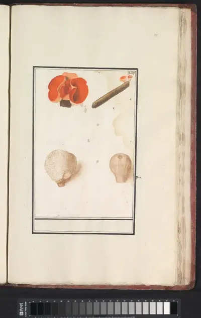 Bovist (Bovista) en rode bekerzwam (Sarcoscypha coccinea)