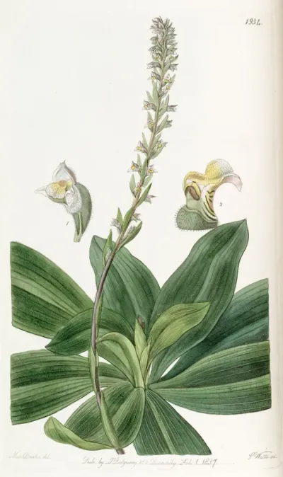 Brachystele bracteosa