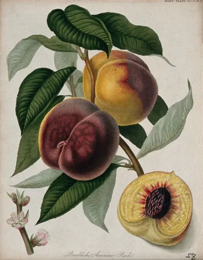 Braddick's American peach (Prunus persica cv.): fruiting branch, flowers and cut fruit
