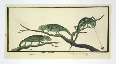 Bradypodion pumilum in drie houdingen (Dwergkameleon)