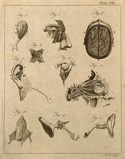 Brain and sensory organs: ten figures showing dissections of the brain, eye and ear