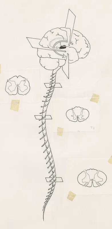 Brain and spinal column