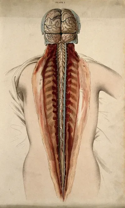 Brain and spinal cord: dissection, back view